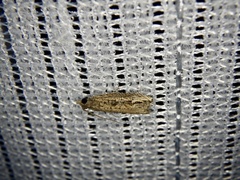Phaecadophora fimbriata