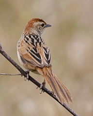 Cincloramphus timoriensis