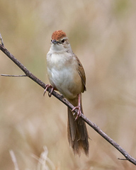 Cincloramphus timoriensis