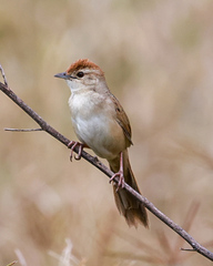 Cincloramphus timoriensis