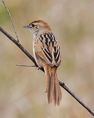 Cincloramphus timoriensis