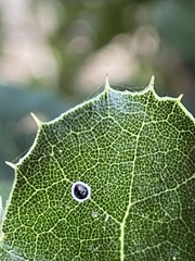 Tetraleurodes perileuca