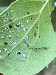 Aleuroplatus coronata