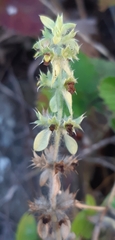 Sideritis montana