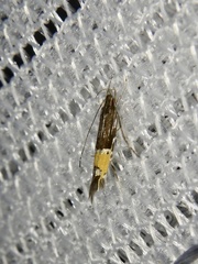 Cosmopterix victor
