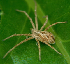Rhysodromus histrio