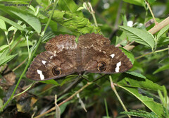 Erebus hieroglyphica