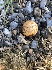 Andricus quercuscalifornicus