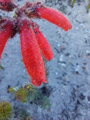 Erica cerinthoides cerinthoides