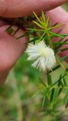 Acacia ulicifolia