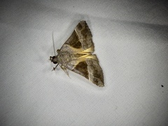 Hypena trigonalis