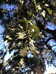 Andricus quercuscalifornicus