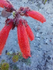 Erica cerinthoides cerinthoides