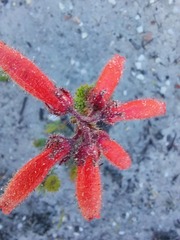 Erica cerinthoides cerinthoides