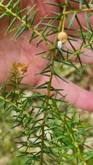 Acacia ulicifolia
