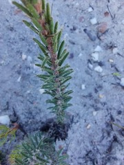 Erica cerinthoides cerinthoides