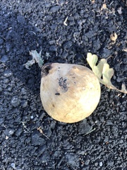 Andricus quercuscalifornicus