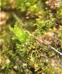 Ephemerum spinulosum