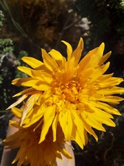 Lachnaea aurea