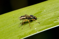 Acanthasargus