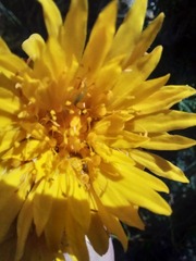 Lachnaea aurea