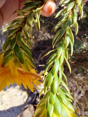 Lachnaea aurea
