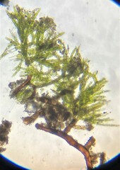 Ephemerum spinulosum