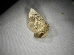 Cabera griseolimbata