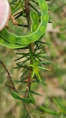 Acacia ulicifolia