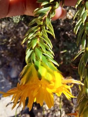Lachnaea aurea