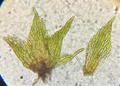 Ephemerum spinulosum