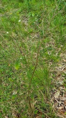 Acacia ulicifolia