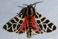 Apantesis nevadensis