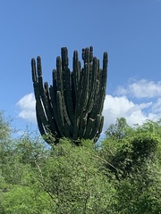 Pachycereus pecten-aboriginum