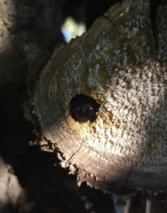 Xylocopa violacea