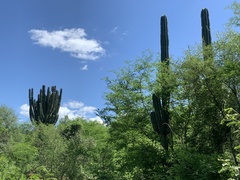 Pachycereus pecten-aboriginum