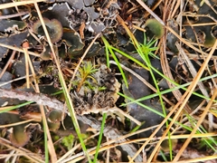 Peltigera rufescens