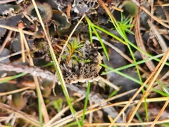 Peltigera rufescens