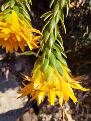 Lachnaea aurea