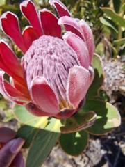 Protea compacta