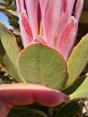 Protea compacta
