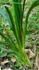 Hemerocallidoideae