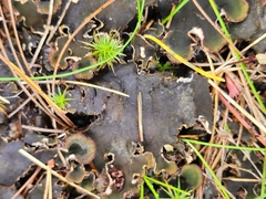 Peltigera rufescens