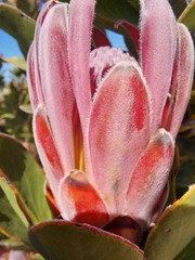 Protea compacta