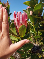 Protea compacta