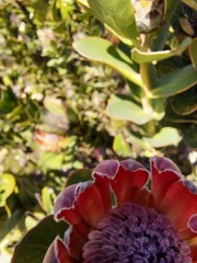 Protea compacta