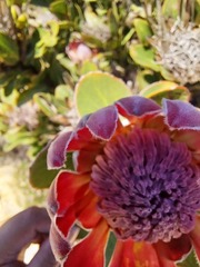 Protea compacta