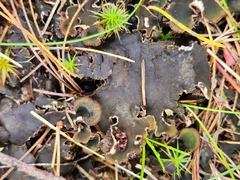 Peltigera rufescens