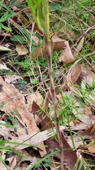 Hemerocallidoideae