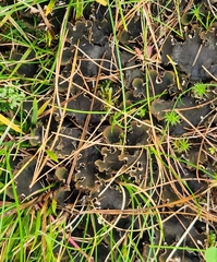 Peltigera rufescens